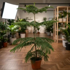 أروكاريا – مركن 15 ليتر ١