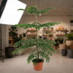 أروكاريا – مركن 15 ليتر ٢