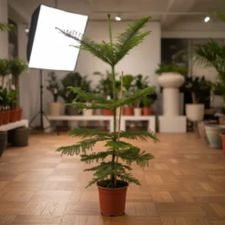 أروكاريا – مركن 24 سم ١