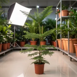 أروكاريا – مركن 24 سم ٢