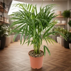 أريكا – مركن 24 سم ١