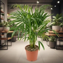 نبات الأريكا