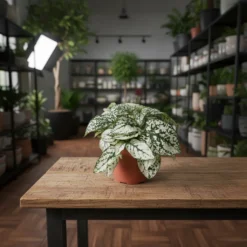 بولكا الرقطاء (هيبوستس) منقطة بيضاء – مركن 7سم ١