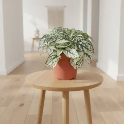 نبتة البولكا الرقطاء (هيبوستس) منقطة بيضاء