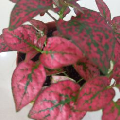 اوراق بولكا الرقطاء (هيبوستس) منقطة حمراء - مركن 7سم ٣ نباتات داخلية