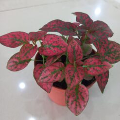 بولكا الرقطاء (هيبوستس) منقطة حمراء - مركن 7سم ٤ نبتة داخلية