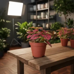 بولكا الرقطاء (هيبوستس) منقطة حمراء – مركن 7 سم ١