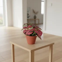 بولكا الرقطاء (هيبوستس) منقطة حمراء – مركن 7 سم ٢