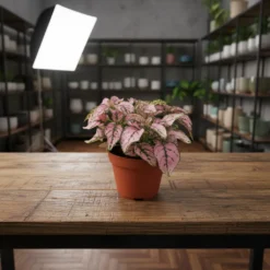 بولكا الرقطاء (هيبوستس) منقطة وردية – مركن 7 سم ١