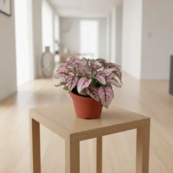 نبتة بولكا الرقطاء (هيبوستس) منقطة وردية