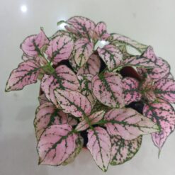 بولكا الرقطاء(هيبوستس) منقطة وردية - مركن 7سم ٤ تنسيق حدائق داخلية