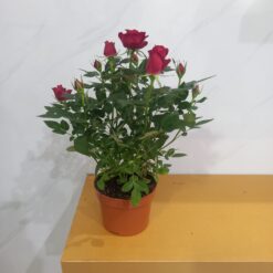 جوري هولندي احمر نباتات داخلية
