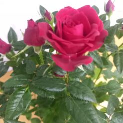 جوري هولندي احمر نباتات داخلية