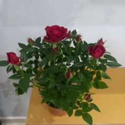 ورود جوري هولندي احمر نباتات داخلية