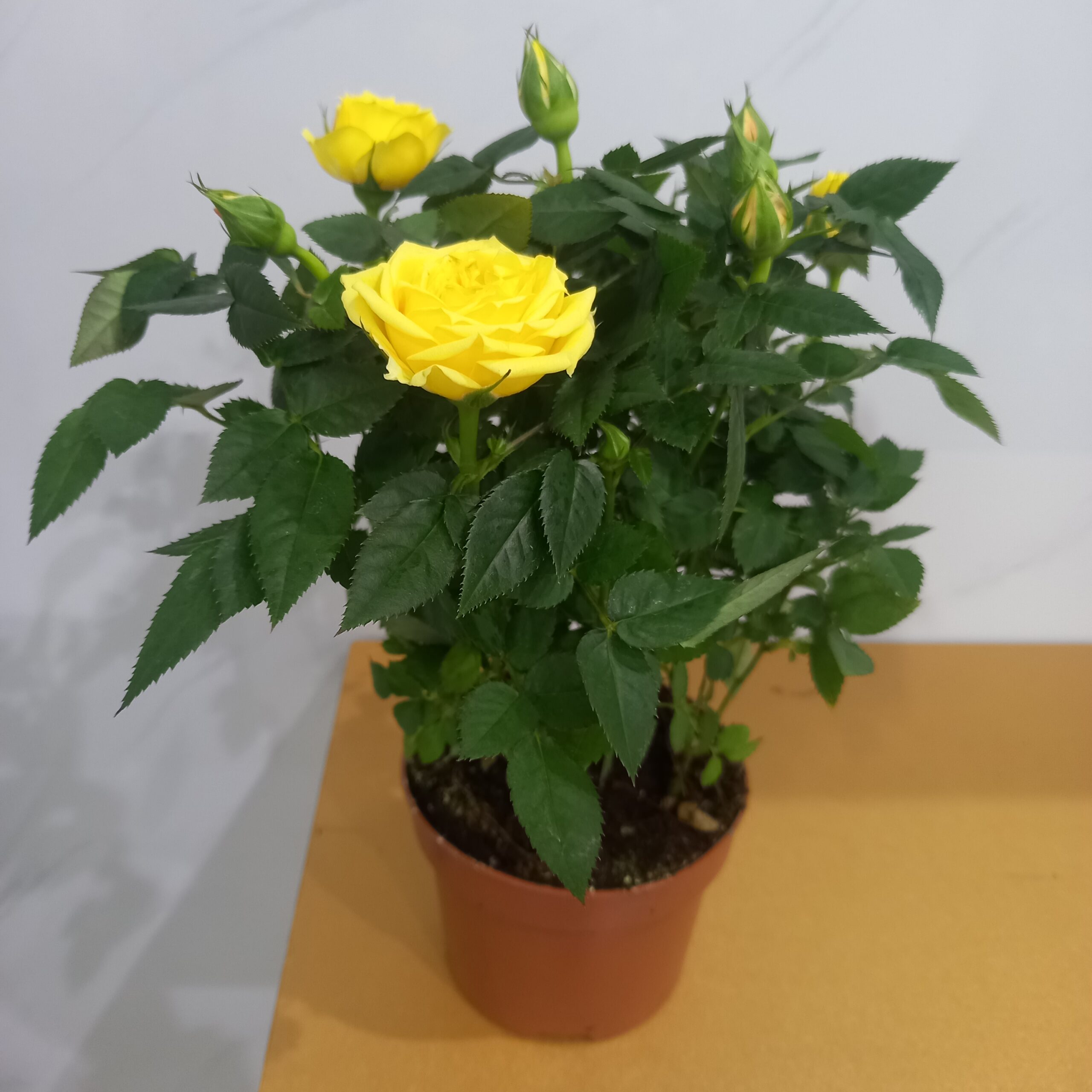 نبتة جوري هولندي اصفر