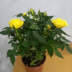 نبات جوري هولندي اصفر داخلي نباتات داخلية