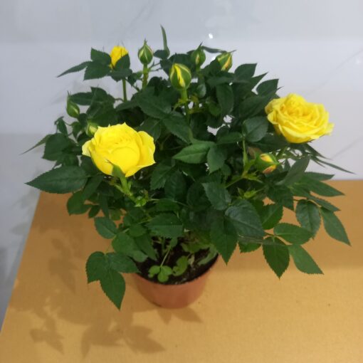 جوري هولندي اصفر نبات داخلي تنسيق حدائق