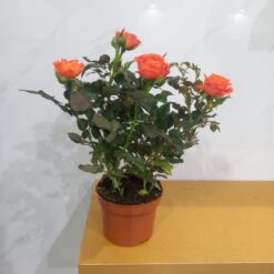 جوري هولندي برتقالي نباتات داخلية