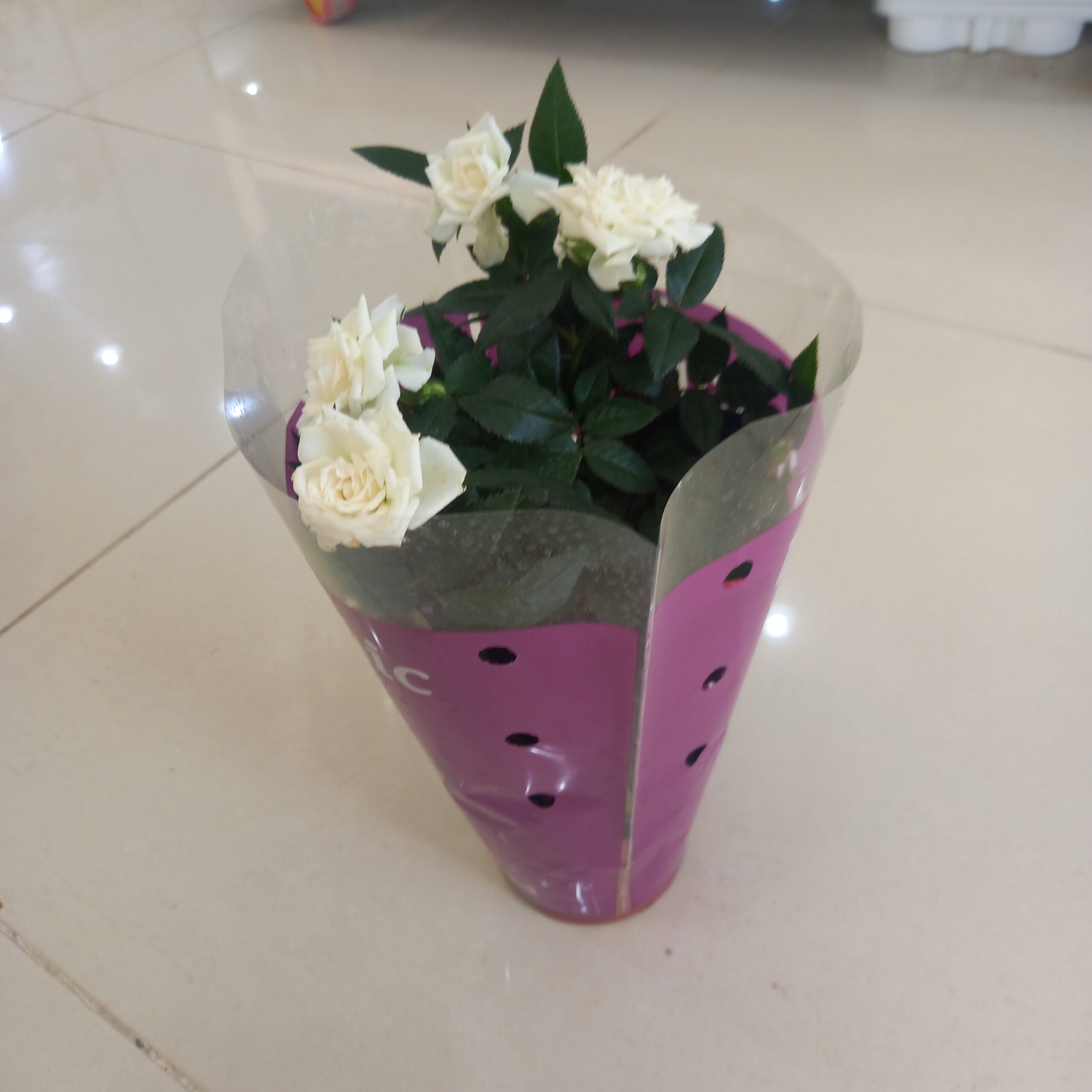 جوري هولندي داخلي ابيض نباتات داخلية