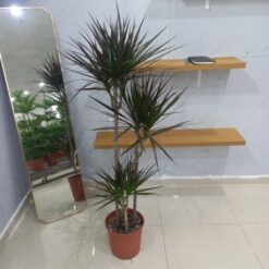 الدراسينا مارجيناتا 3 سيقان