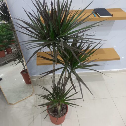 شجرة الدراسينا مارجيناتا 3 سيقان