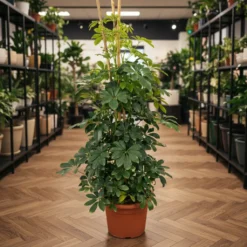 شفليرا خضراء – مركن 15 لتر ١