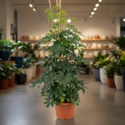 شفليرا خضراء – مركن 15 لتر ٢