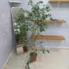 نبتة فيكس بنجامينا خضراء