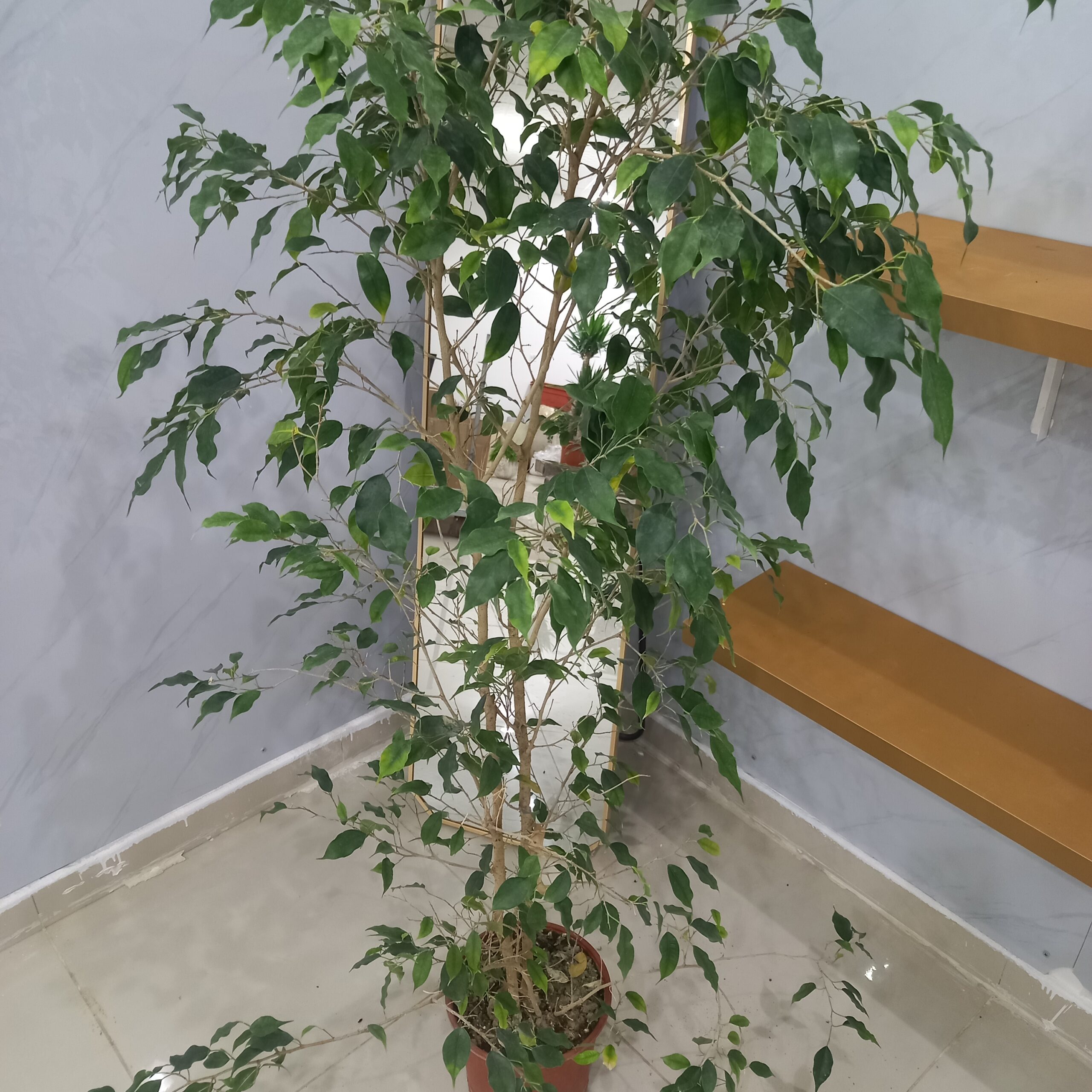 شجرة الفيكس بنجامينا خضراء