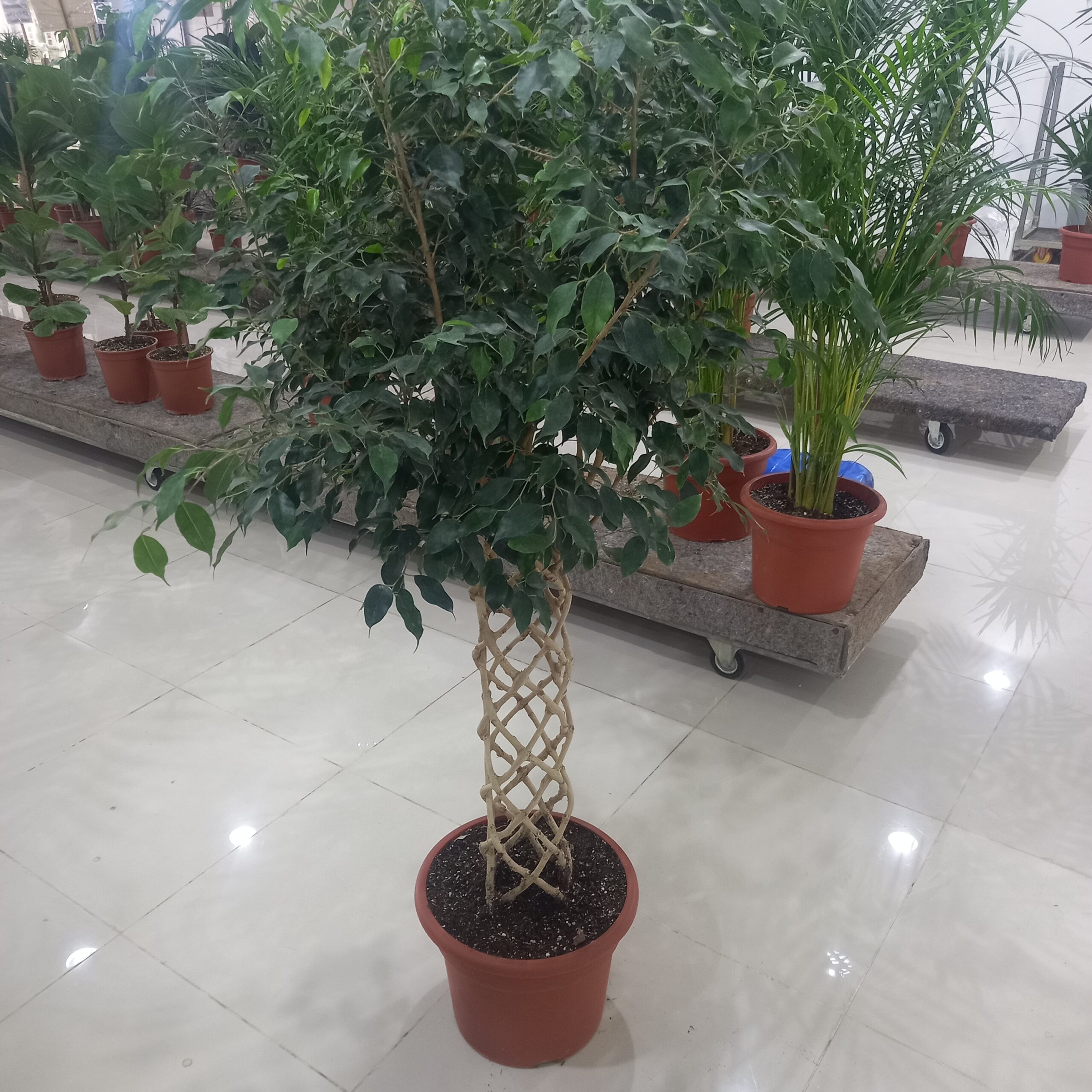 فيكس بنجامينا مجدول غامق تنسيق حدائق داخلية