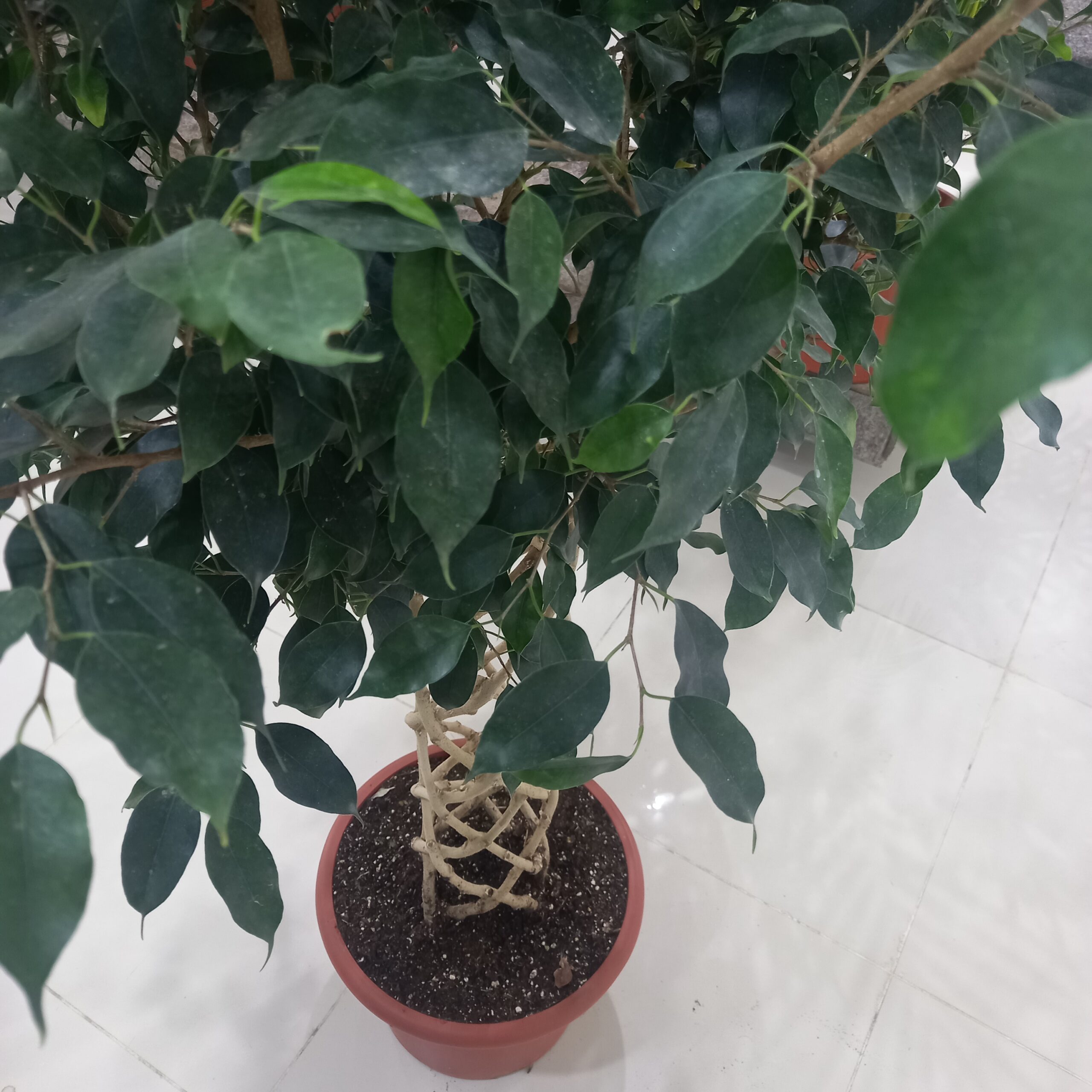 فيكس بنجامينا مجدول غامق من شركة تنسيق حدائق