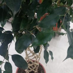 فيكس بنجامينا مجدول غامق ٣ شجرة داخلية للمكاتب