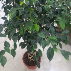 فيكس بنجامينا مجدول غامق ٤ افضل شجرة زينة داخلية