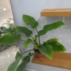 نبات الفيلودندرون - مركن 15 سم