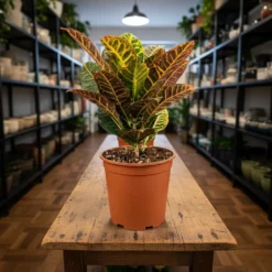 كروتون – مركن 21 سم ١