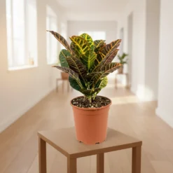 كروتون – مركن 21 سم ٢