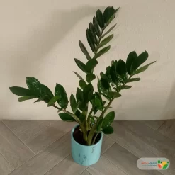 نبتة زاميا في اصيص سيراميك 1