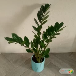 نبتة زاميا في اصيص سيراميك 3