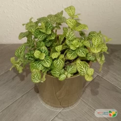 نبتة فيتونيا ابيض في اصيص سيراميك 1