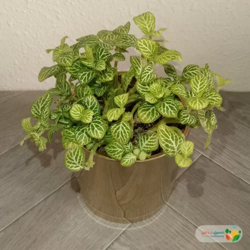 نبتة فيتونيا ابيض في اصيص سيراميك 1