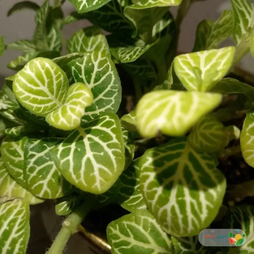 نبتة فيتونيا ابيض في اصيص سيراميك 2