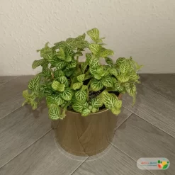 نبتة فيتونيا ابيض في اصيص سيراميك 3