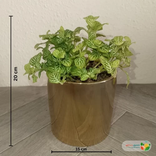 نبتة فيتونيا ابيض في اصيص سيراميك 4