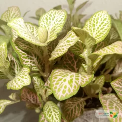 نبتة فيتونيا وردي في أصيص سيراميك 2