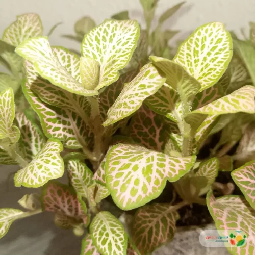 نبتة فيتونيا وردي في أصيص سيراميك 2