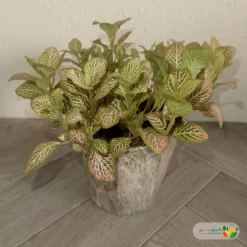 نبتة فيتونيا وردي في أصيص سيراميك 3