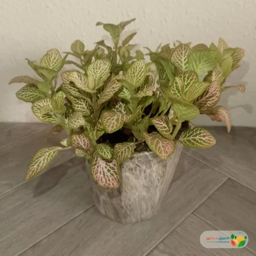 نبتة فيتونيا وردي في أصيص سيراميك 3