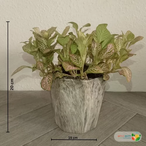 نبتة فيتونيا وردي في أصيص سيراميك 4