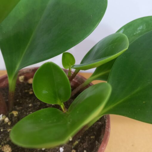 نبات الببروميا للتسوق