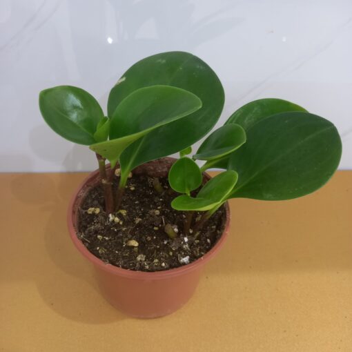 نباتات الببرميا الخضرائ للطلب